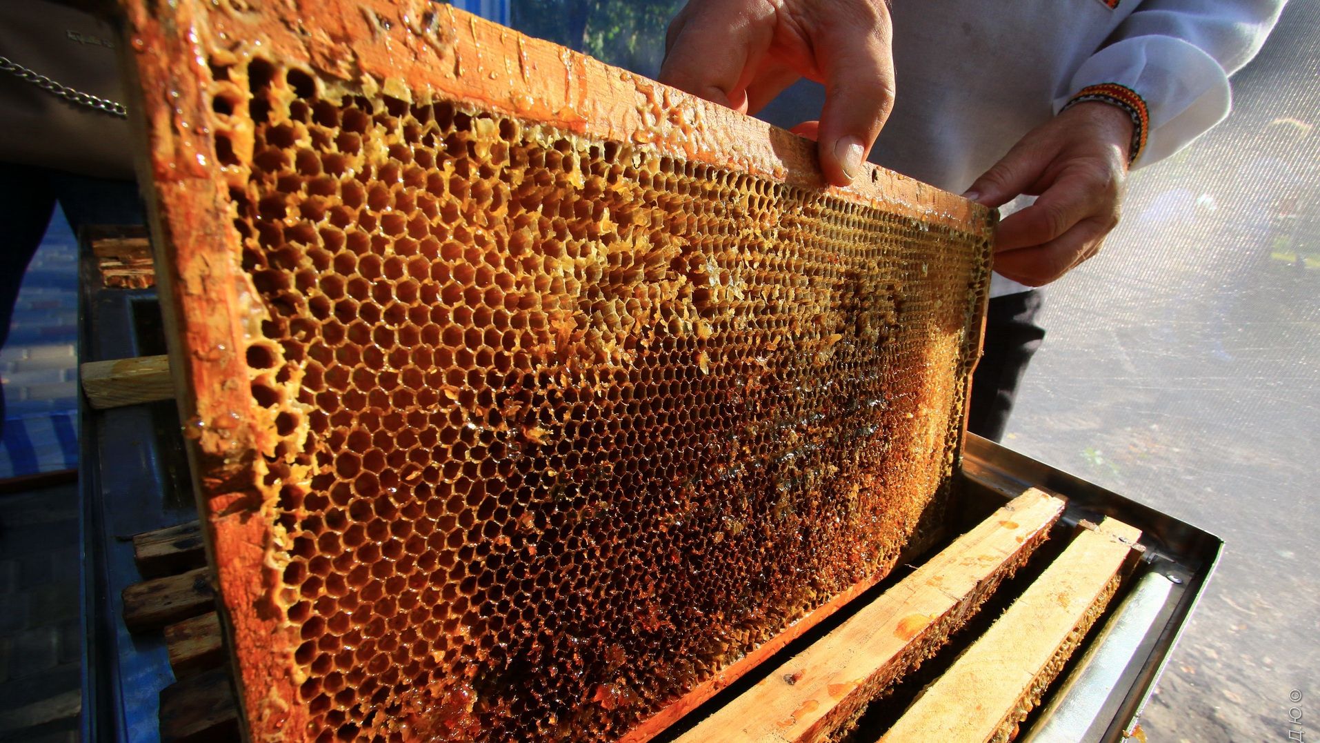 Лайфхаки з медом: як зміцнити імунітет