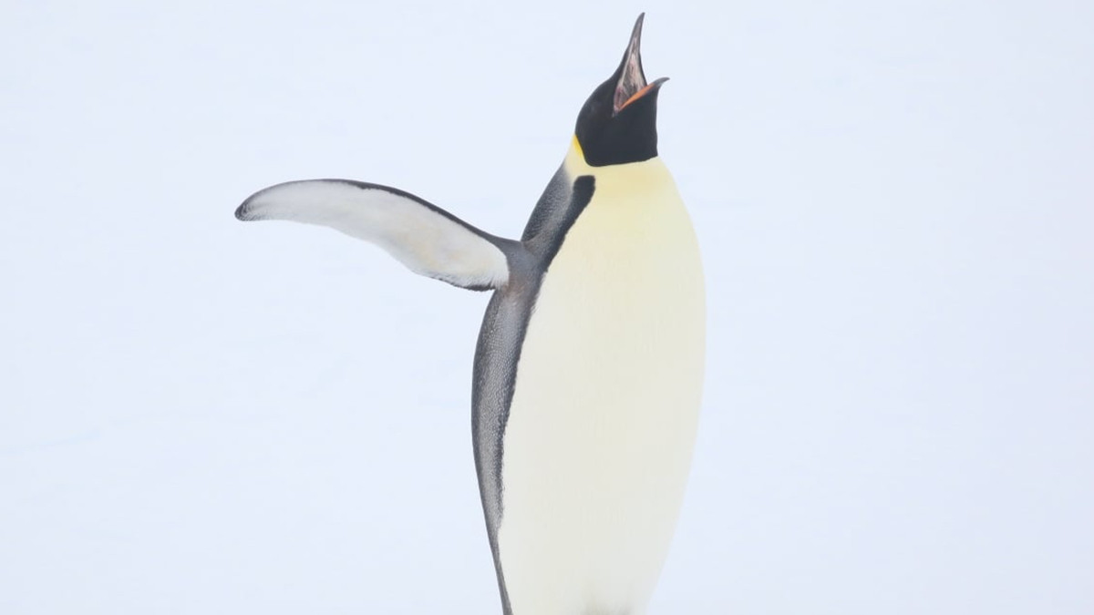 До українських полярників прийшов в гості пінгвін: фотофакт - фото 1