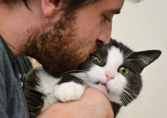 Ці коти ненавидять селфі: кумедні фото - фото 364089