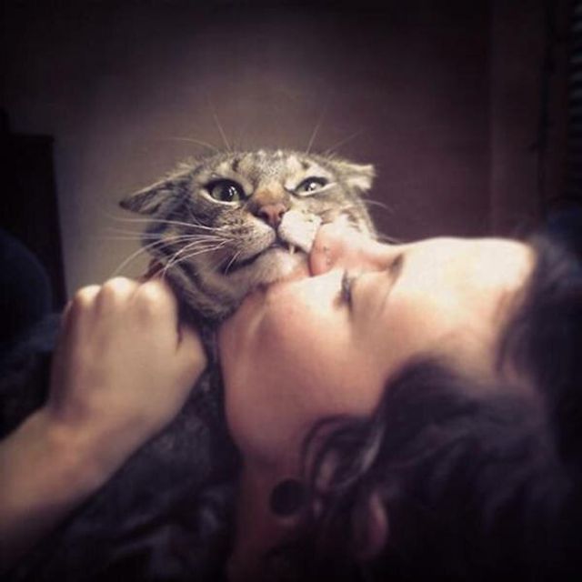 Ці коти ненавидять селфі: кумедні фото - фото 364090