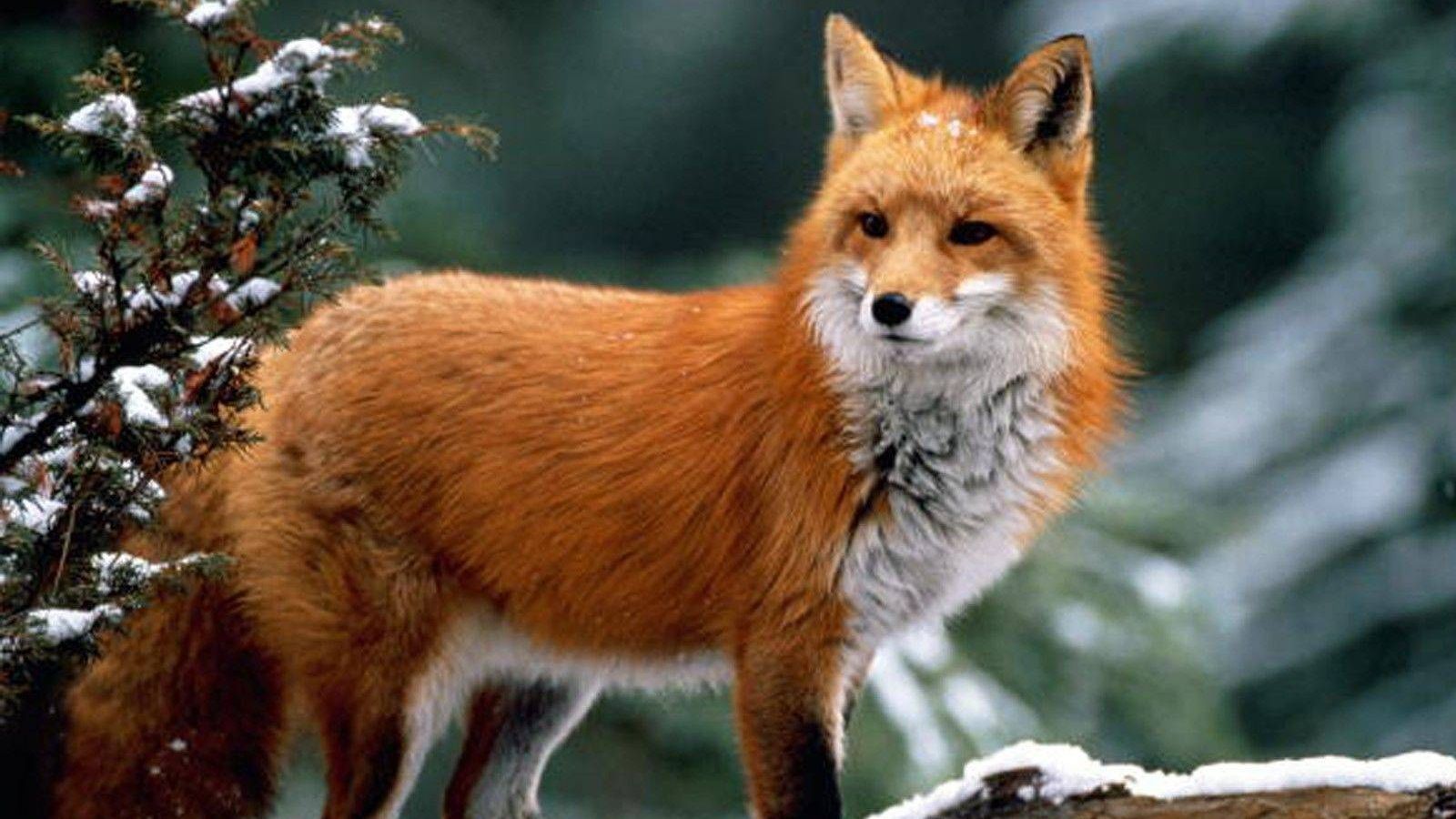 Мережу здивувала лисиця, яка влаштувала гонки в центрі Запоріжжя: відео