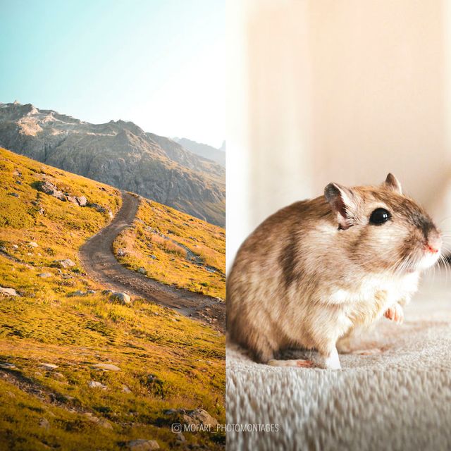 Фото цієї художниці зі Швейцарії змушують затримати погляд - фото 364189