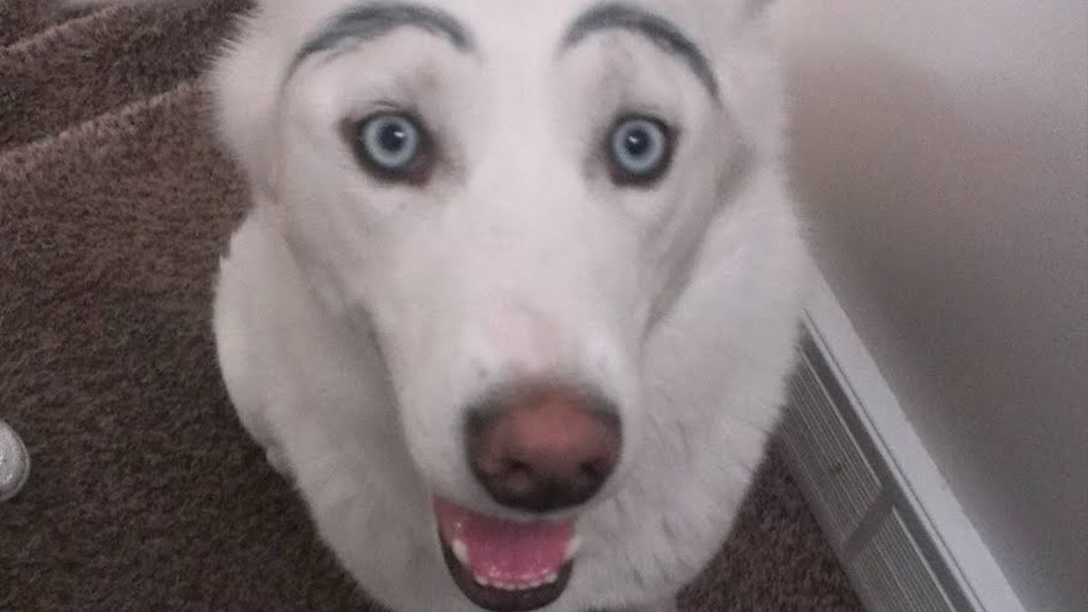 Бровастий собака: мережу розсмішив пес зі справжніми бровами (відео)