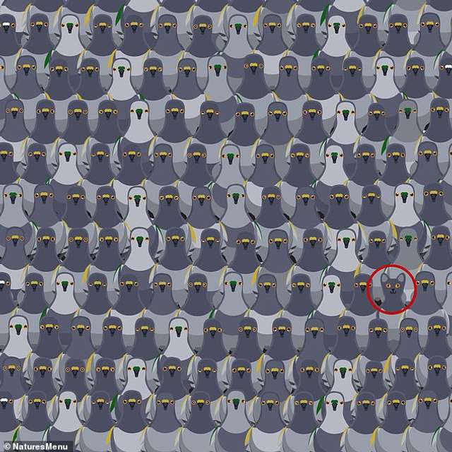 На картинці є 139 голубів і одна кішка: знайдіть її менш ніж за 9 секунд - фото 364331