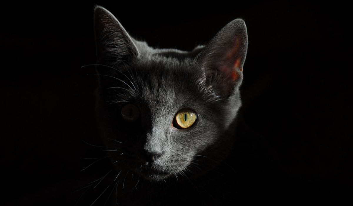 На картинці є 139 голубів і одна кішка: знайдіть її менш ніж за 9 секунд