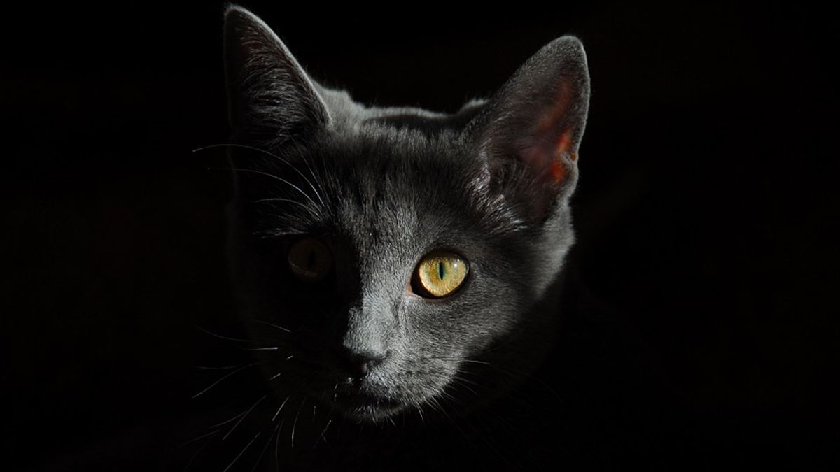 Головоломка з сірою кішкою - фото 1