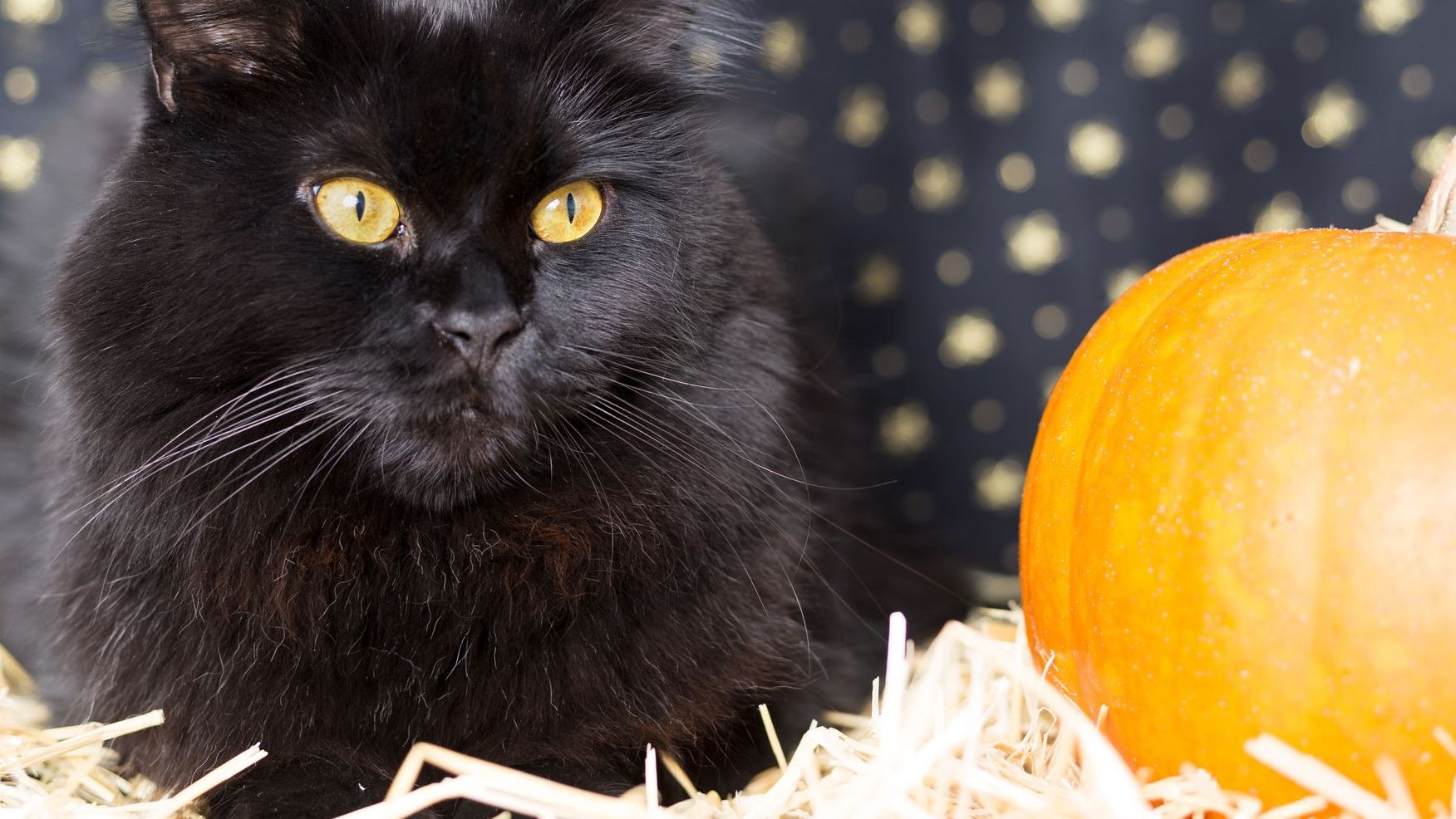 Жінка одягнула костюм кажана на Хеловін: реакція її кішки безцінна