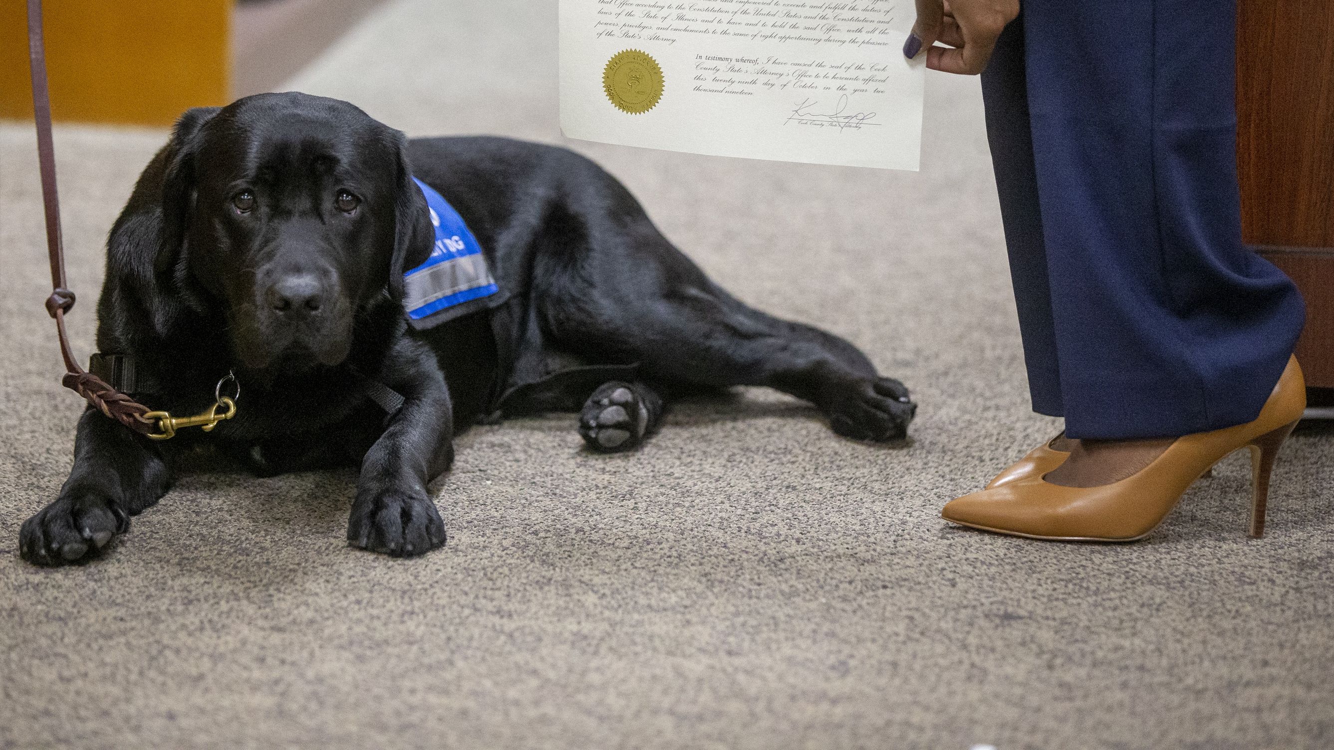 У США в прокуратурі працюватиме лабрадор: він уже склав присягу