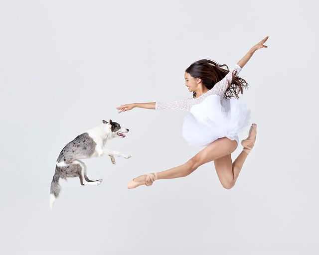Балет з собаками: ці фото однозначно змусять вас усміхнутися - фото 366005