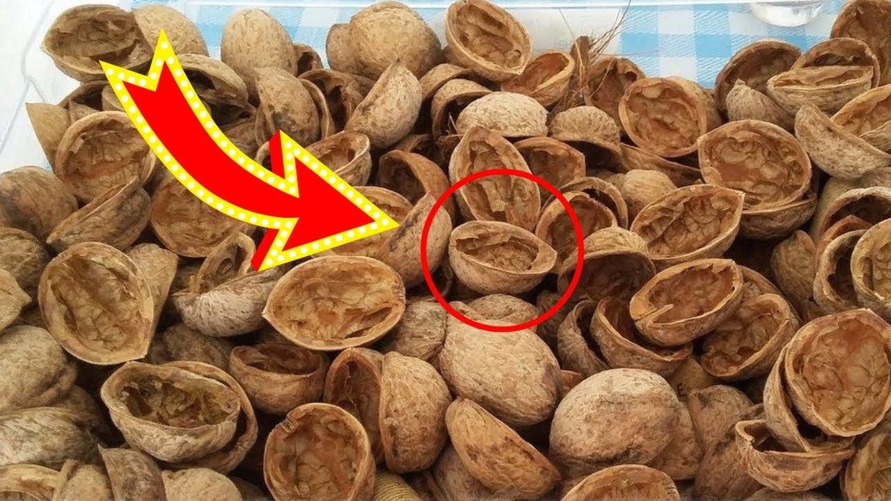 Не викидайте шкаралупу волоських горіхів: вона вам стане у пригоді