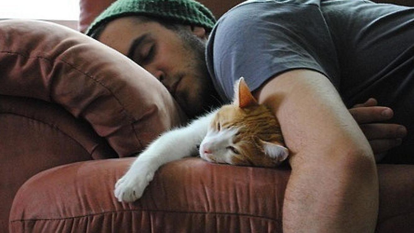 Чому кіт спить разом з господарем: цікаві пояснення