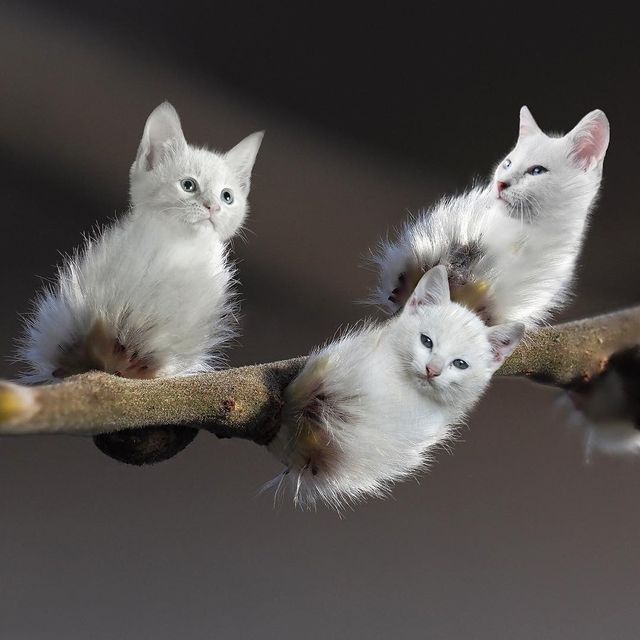 Нідерландець змусить вас затримати погляд на його фото - фото 366536