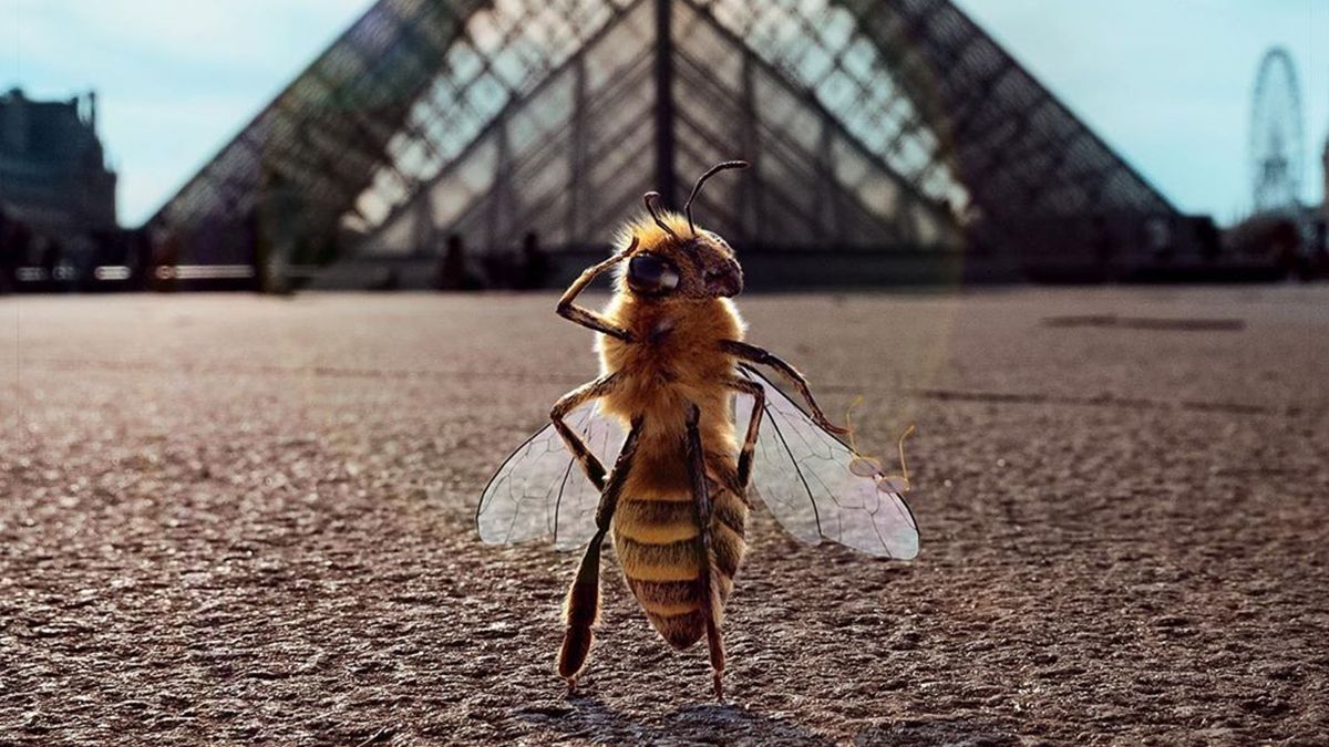 В Instagram з'явилася перша у світі блогерка-бджола: ефектні фото