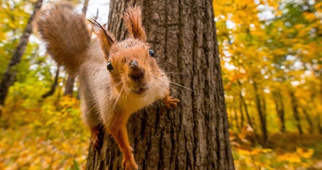 Осінь в Києві побила ще два температурних рекорди - фото 366687