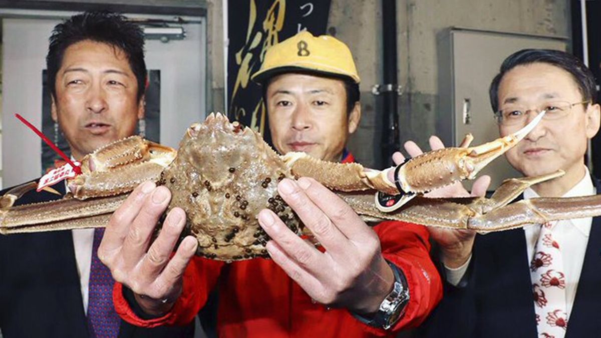 Найдорожчий у світі краб - фото 1