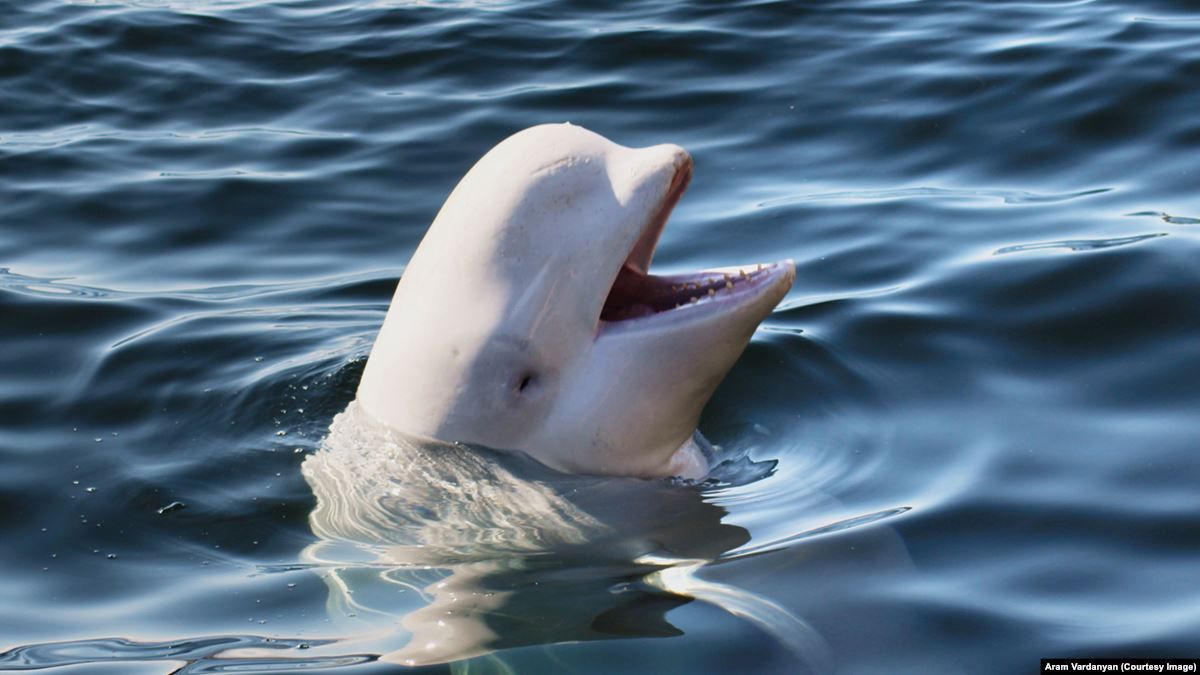 У мережі показали, як кит грає з моряками в регбі: вражаюче відео