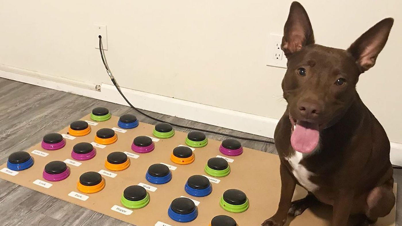 У США собаку навчили говорити: вона вже знає 29 слів