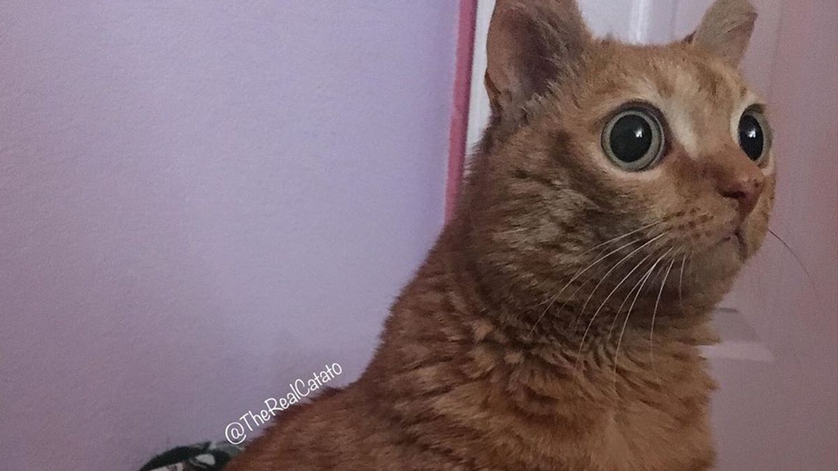 Кішка з величезними очима стала зіркою мережі