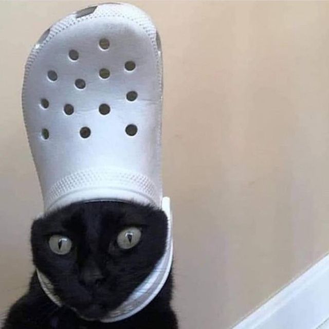 Поганий день? Собаки і коти з кроксами на голові змусять вас сміятись - фото 367813