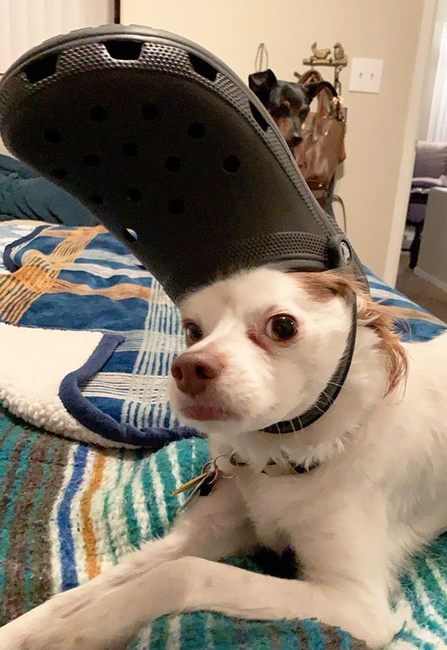 Поганий день? Собаки і коти з кроксами на голові змусять вас сміятись - фото 367819