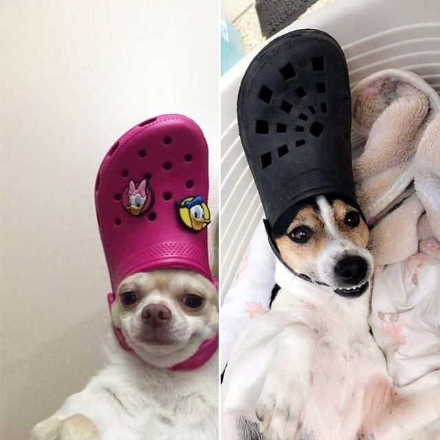 Поганий день? Собаки і коти з кроксами на голові змусять вас сміятись - фото 367830