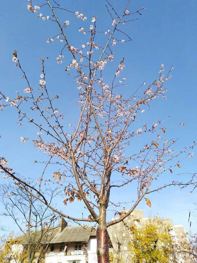 Прийшла весна: у Києві зацвіли сакури - фото 368000