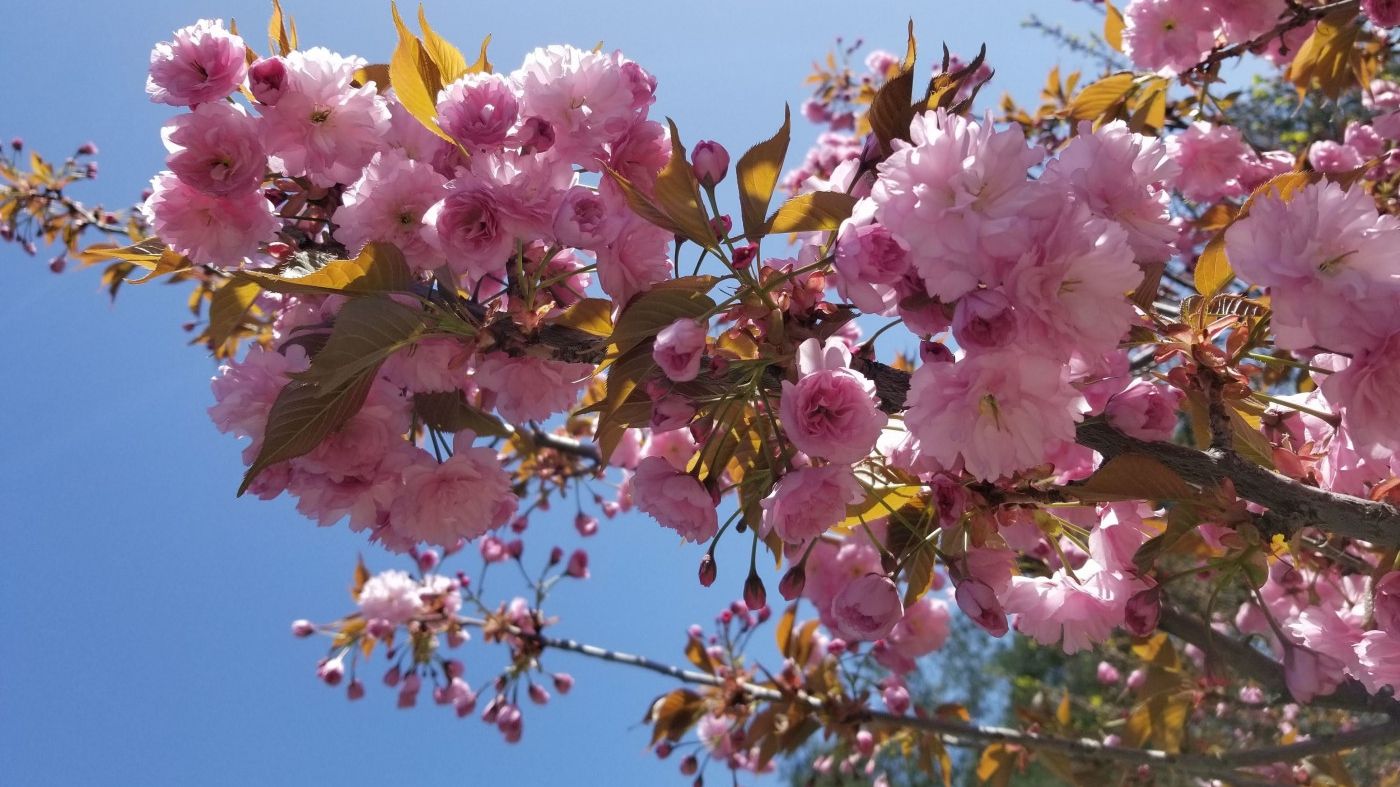 Прийшла весна: у Києві зацвіли сакури
