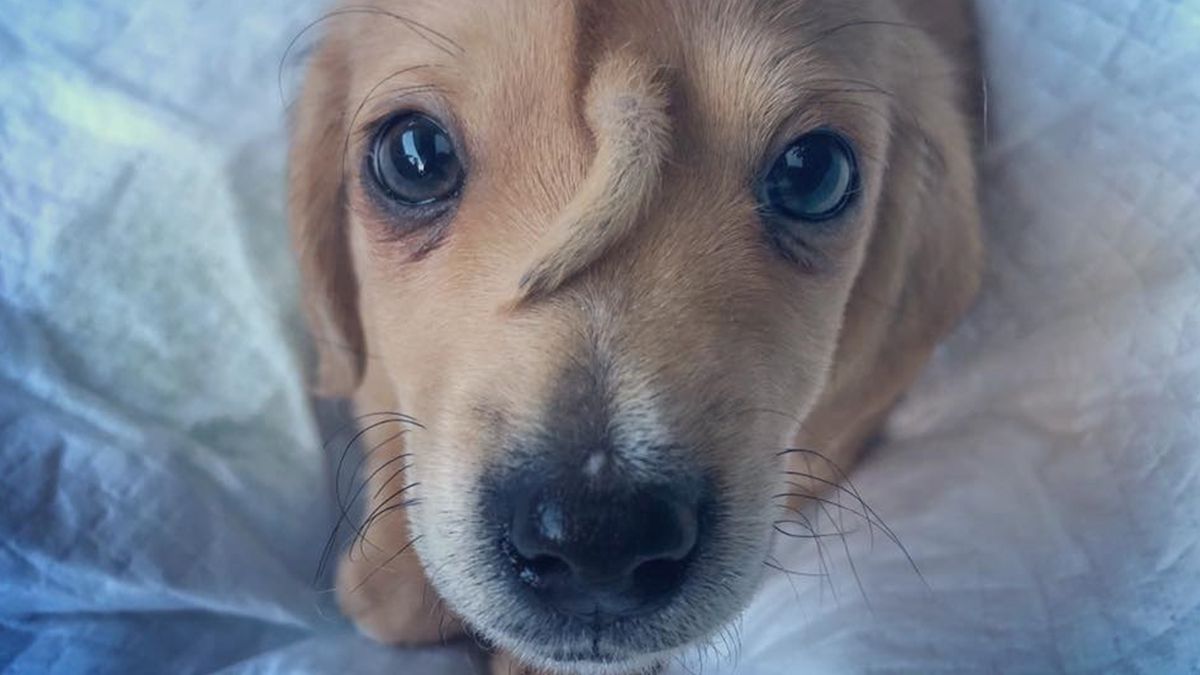 Цуценя Нарвал - фото 1