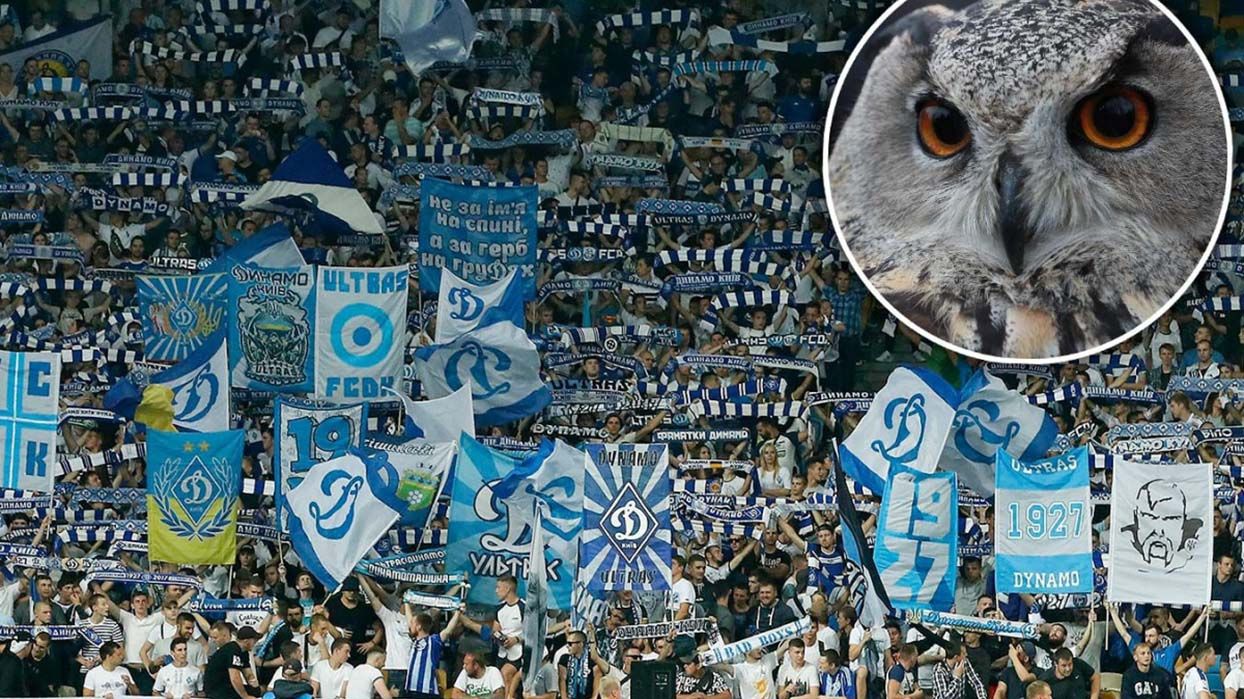 Не мавпи, а сови: фани Динамо зробили заяву щодо расизму на матчі з Шахтарем