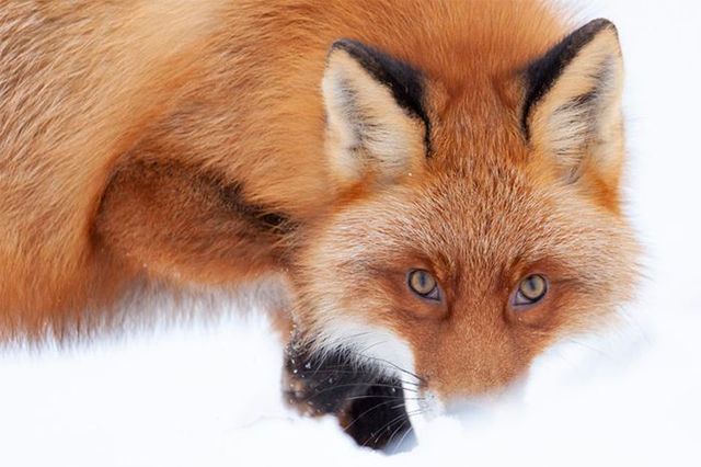 Кадри, що заворожують: названо найкращі фото природи цього року - фото 368308