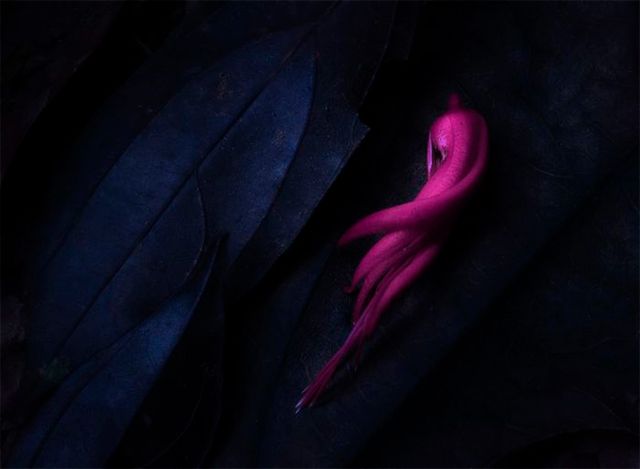 Кадри, що заворожують: названо найкращі фото природи цього року - фото 368309