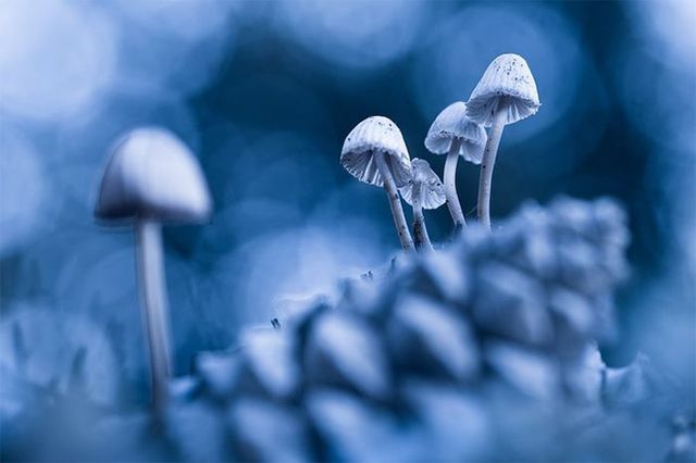 Кадри, що заворожують: названо найкращі фото природи цього року - фото 368317