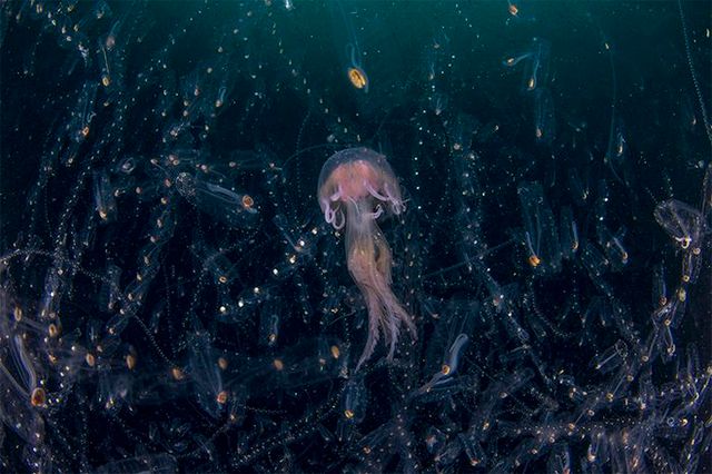 Кадри, що заворожують: названо найкращі фото природи цього року - фото 368326