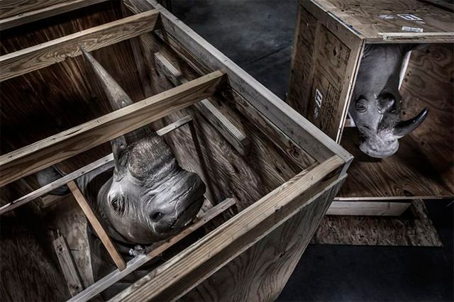 Кадри, що заворожують: названо найкращі фото природи цього року - фото 368327