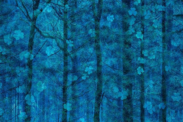 Кадри, що заворожують: названо найкращі фото природи цього року - фото 368329