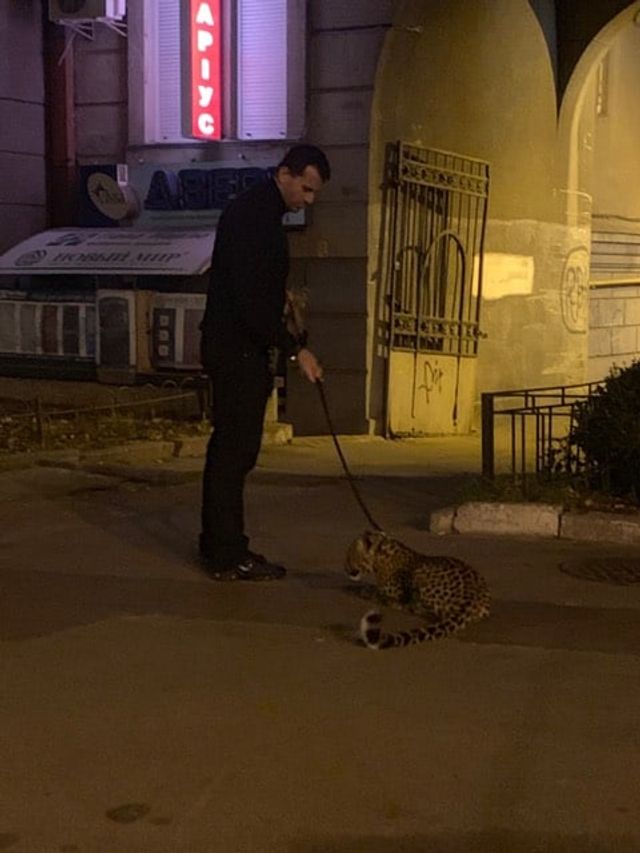 У Києві чоловік вигулював леопарда: фотофакт - фото 368546