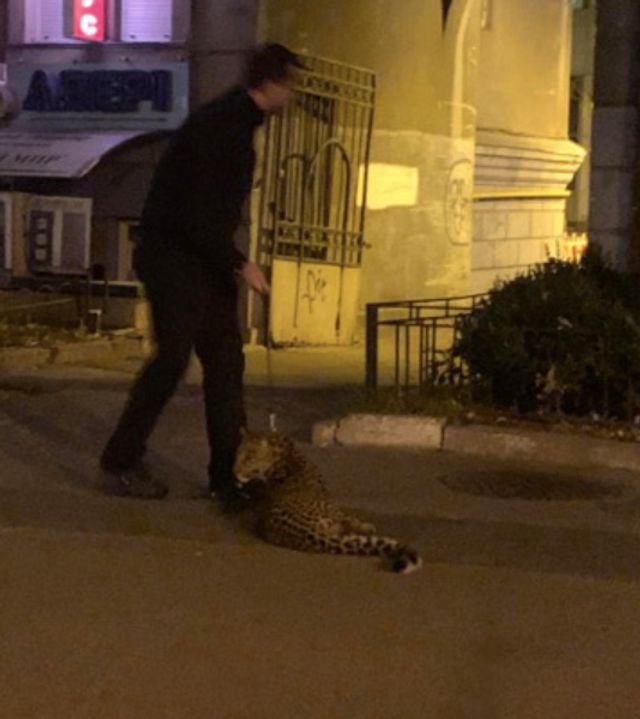 У Києві чоловік вигулював леопарда: фотофакт - фото 368547