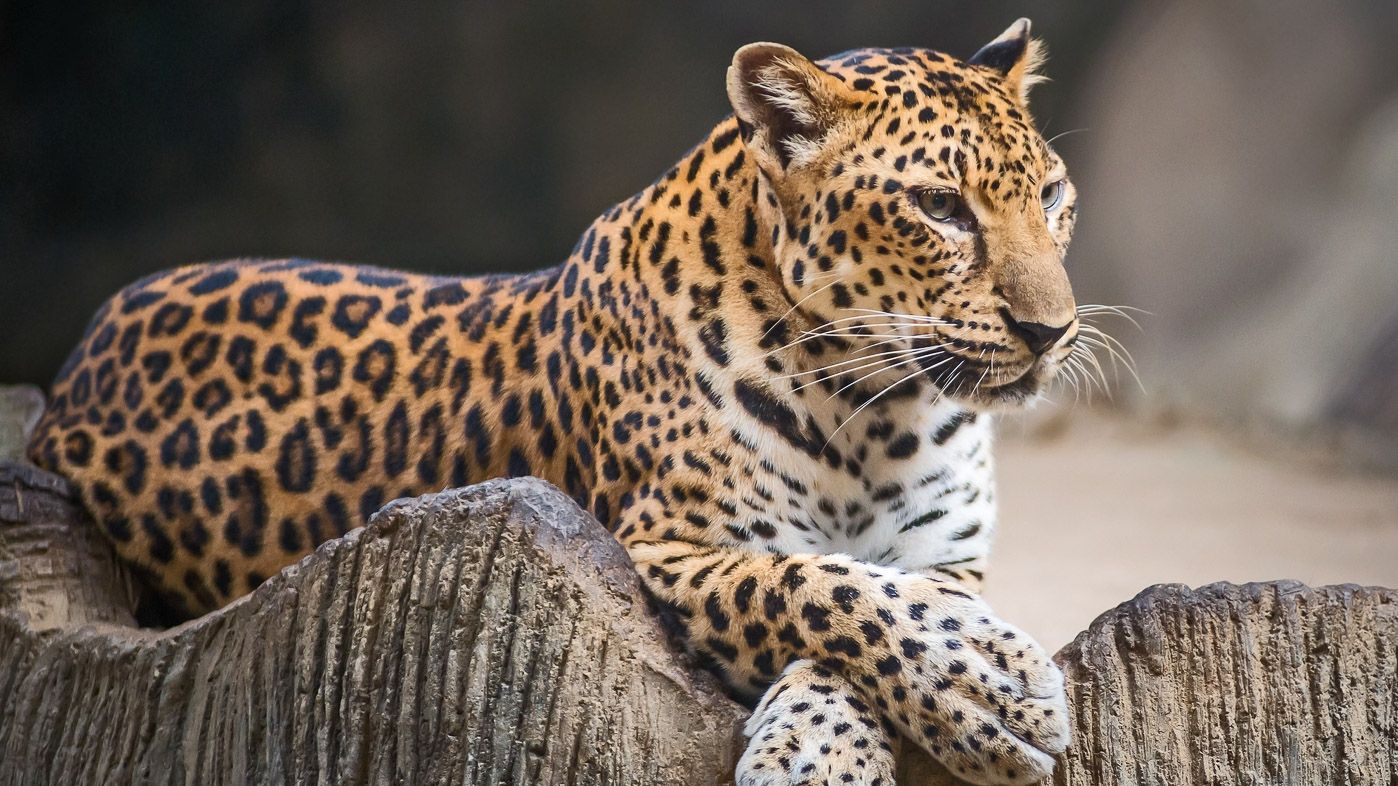 У Києві чоловік вигулював леопарда: фотофакт