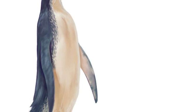 У Новій Зеландії знайшли останки гігантського пінгвіна: як людина - фото 368586