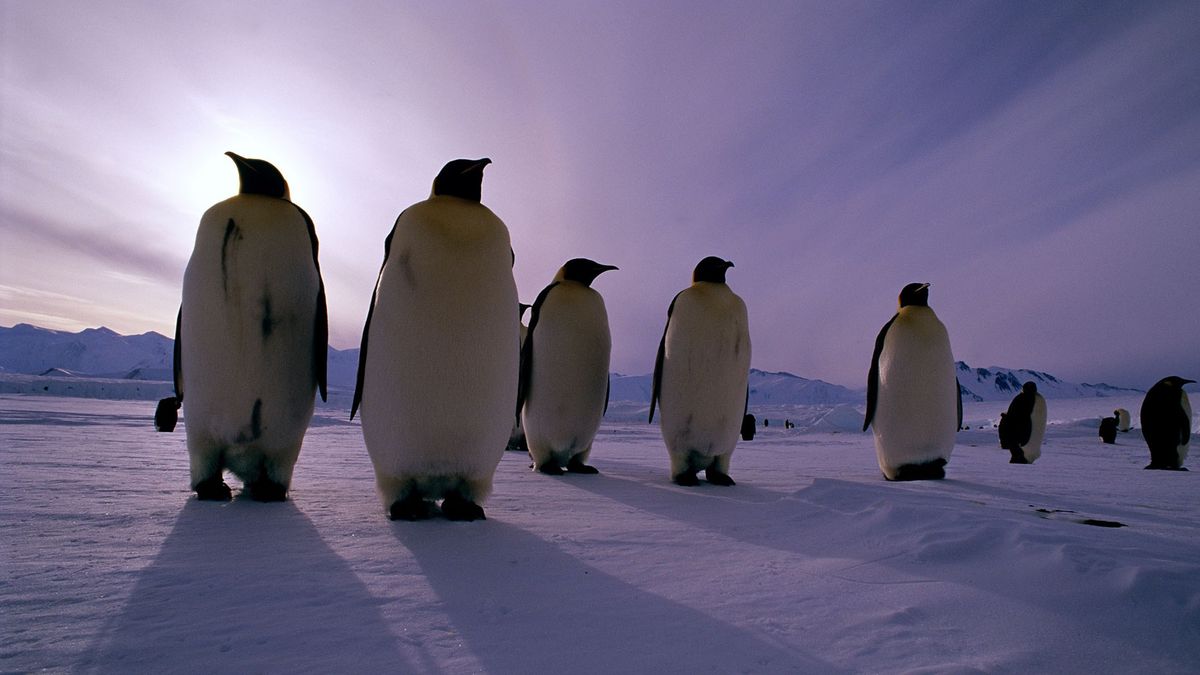 Гігантські пінгвіни - фото 1