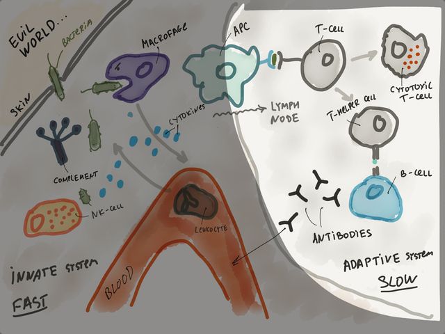 Розкрито ще один цікавий секрет довголіття - фото 368654