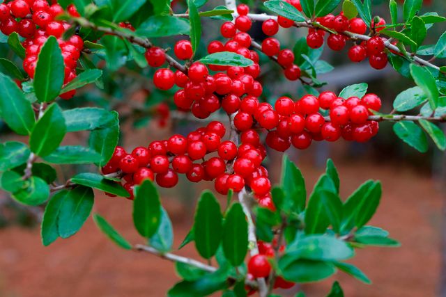 ТОП-3 незвичних продуктів, які вбережуть вас від застуди - фото 368689