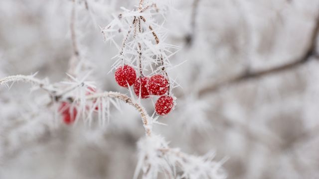 Іній- фото 368747