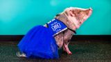 В аеропорту США працює свинка: її робота – заспокоювати пасажирів