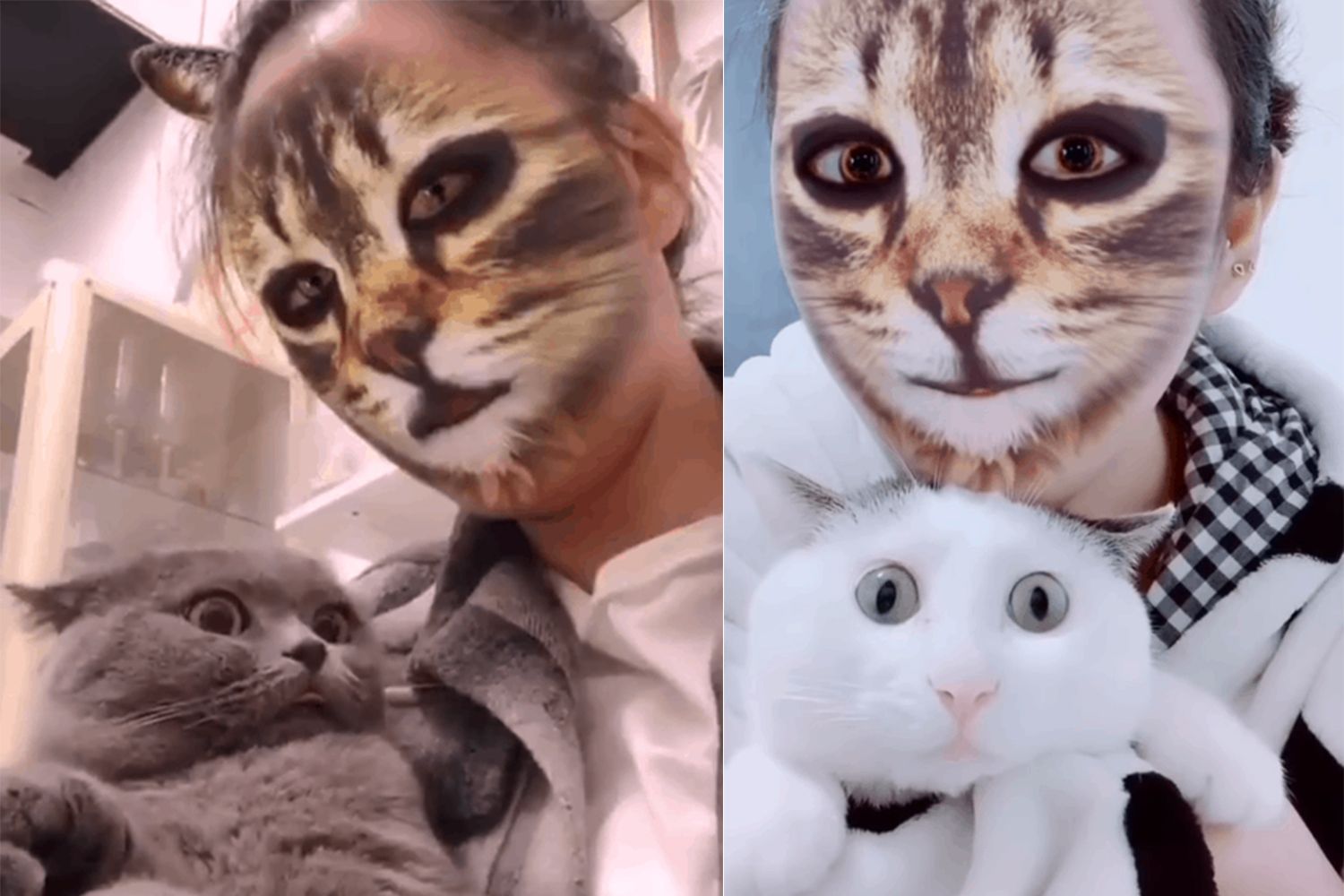 Як зламати кота: в мережі стартував дивний флешмоб