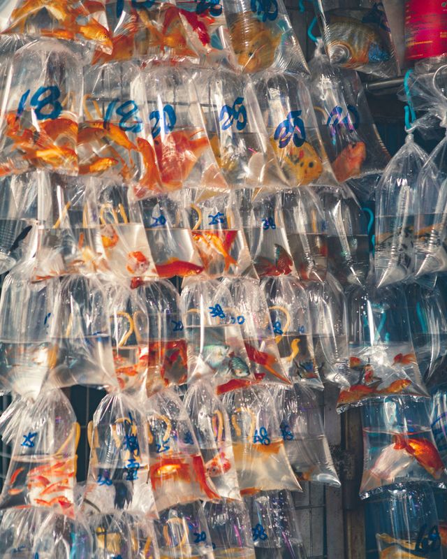 Прогулянка Гонконгом: фото міста, де Схід зустрічається із Заходом - фото 369955