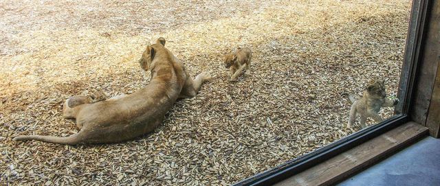 Під наглядом диких звірів: у Великобританії відкрили незвичайний готель - фото 369993