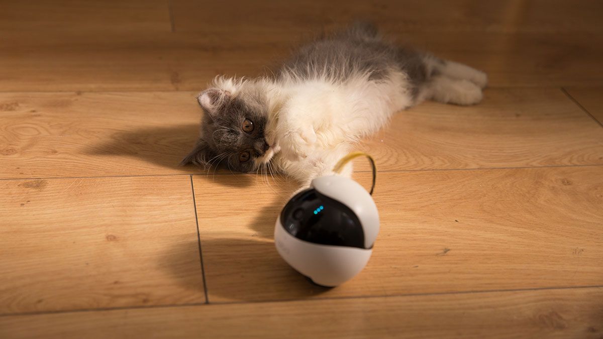 На Kickstarter з'явився робот-компаньйон для кішок