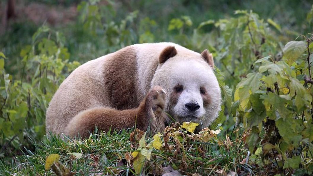 Так виглядає єдина у світі коричнева панда