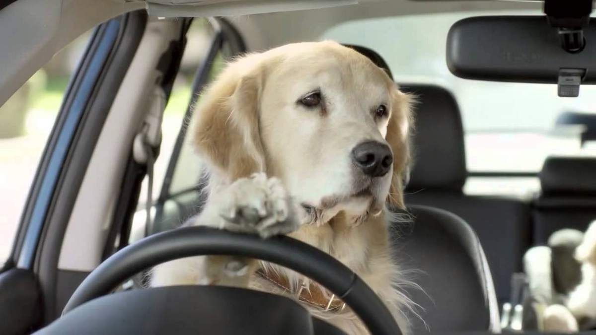 У США лабрадор годину самостійно катався на авто: курйозне відео - фото 1